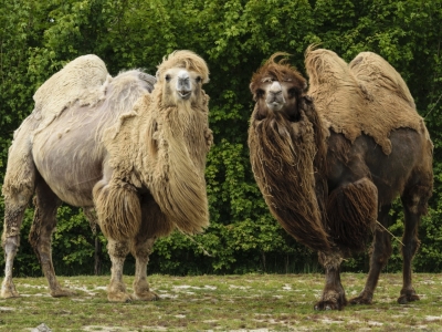 Kameel - De Zonnegloed - Dierenpark - Dieren opvangcentrum - Sanctuary